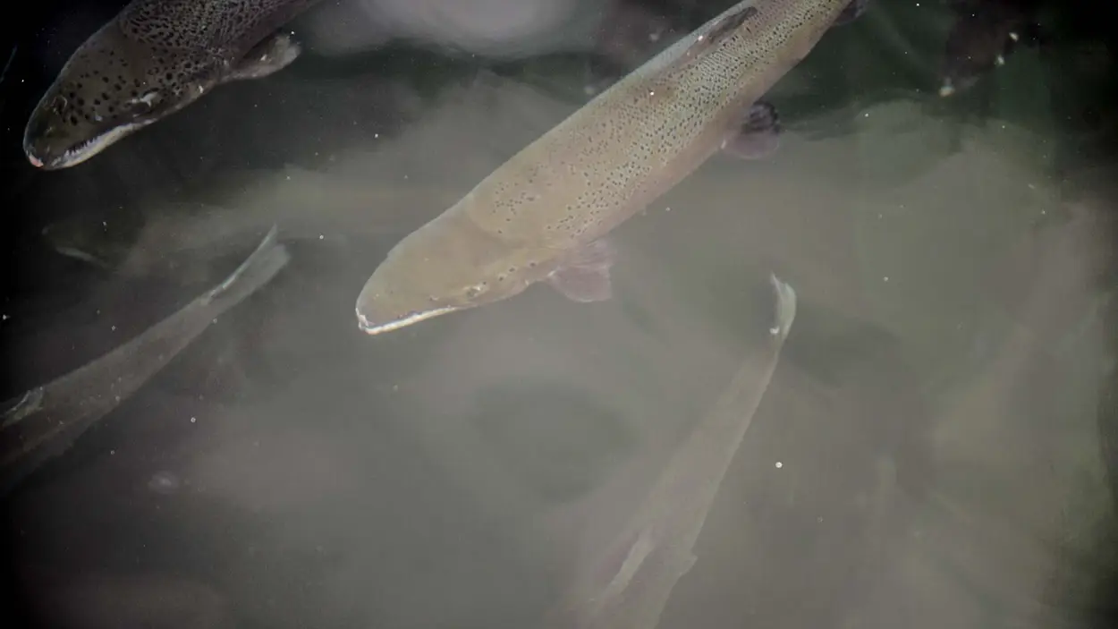 Pure-Norwegian-Seafood-FLS-04