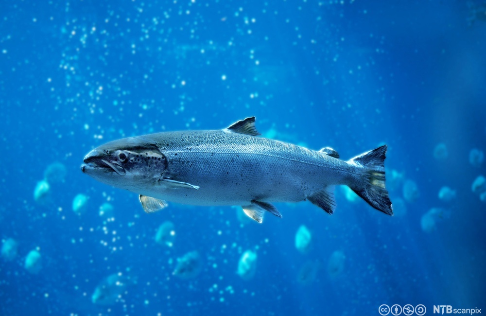 20120405-162311-ag%20ref_%20NTB%20Scanpix%20CC-BY-NC-SA-4_0%20Fotograf%20AGE%20(ikke%20kj%C3%B8pt%20bruk%20for%20dette)